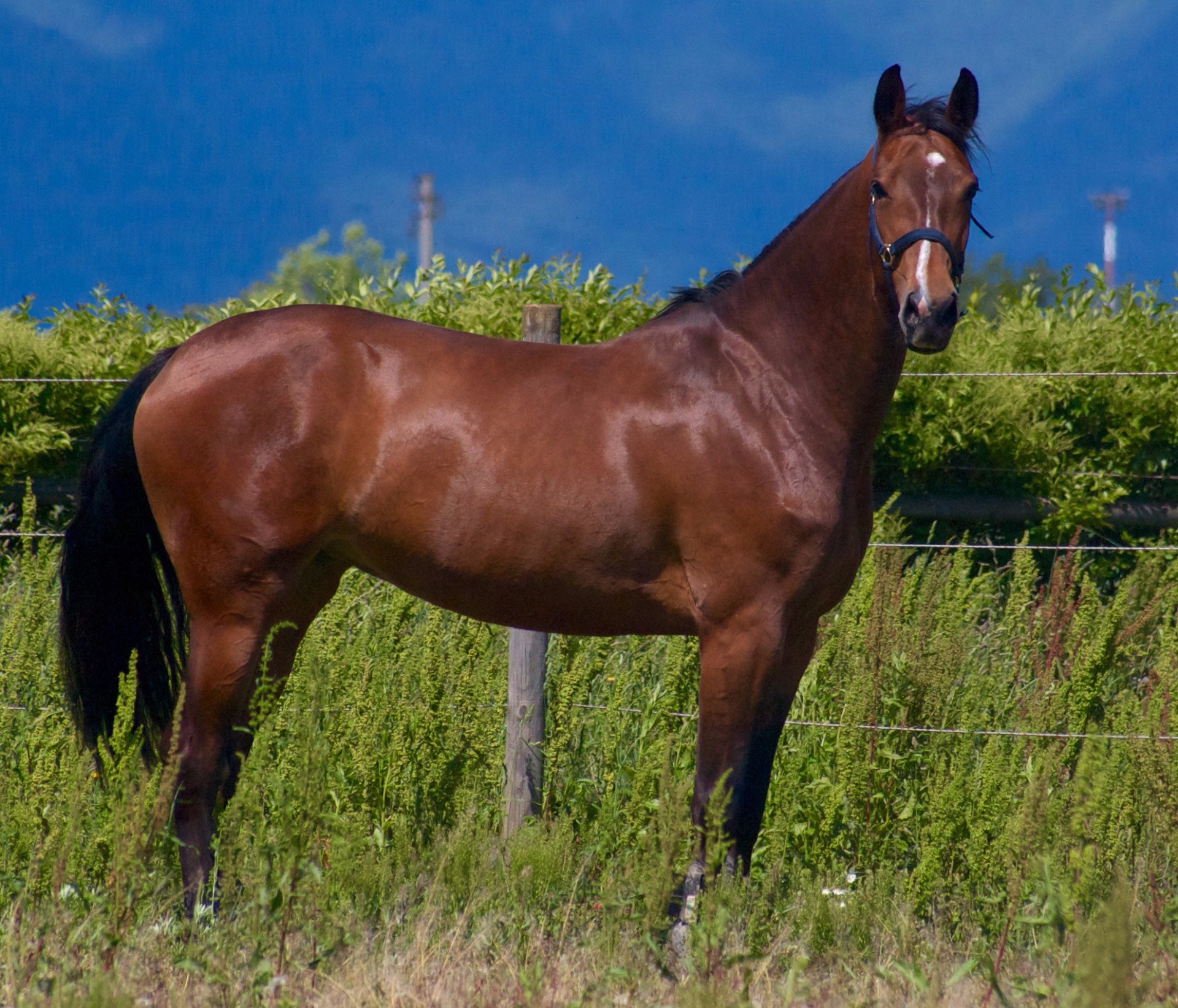 Concordias :: Allevamento-del-castello5